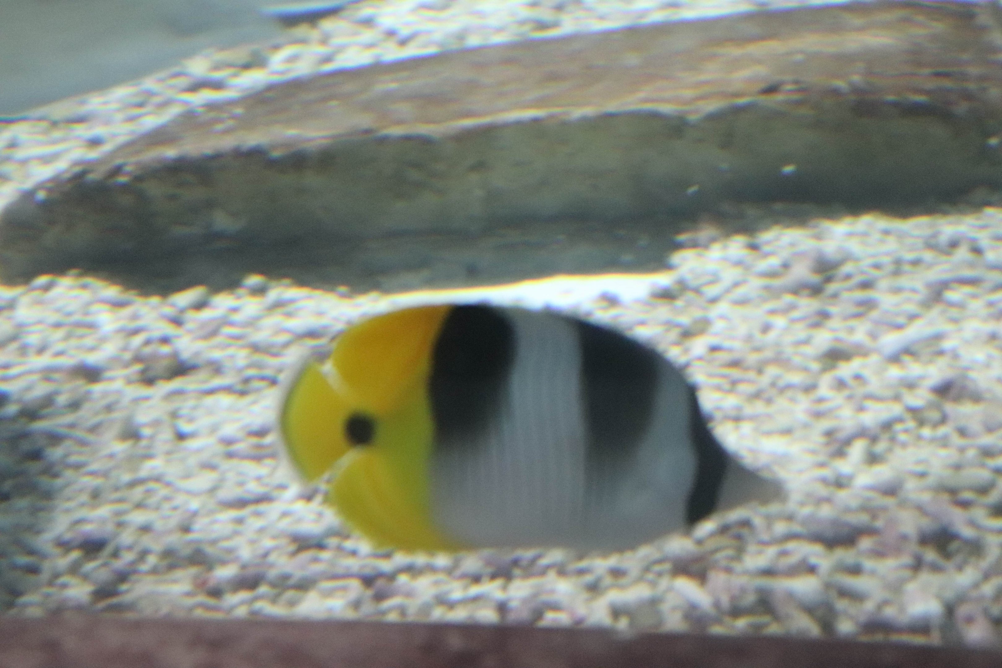 Butterflyfish ID?