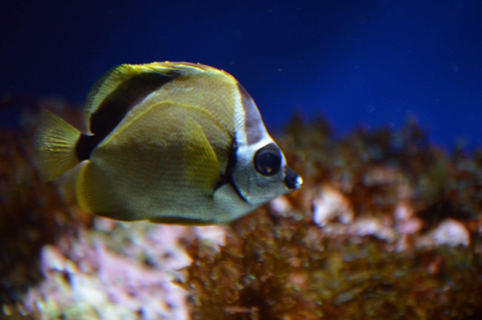Butterflyfish ID