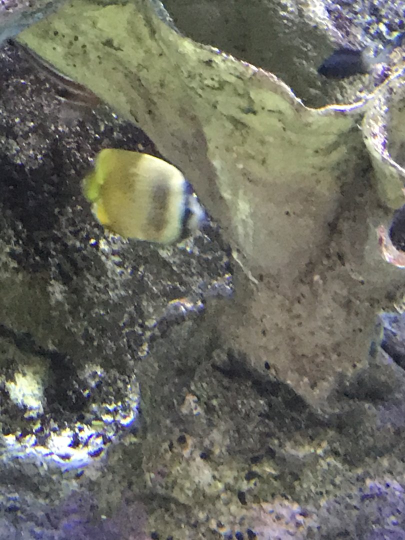 Butterflyfish ID?