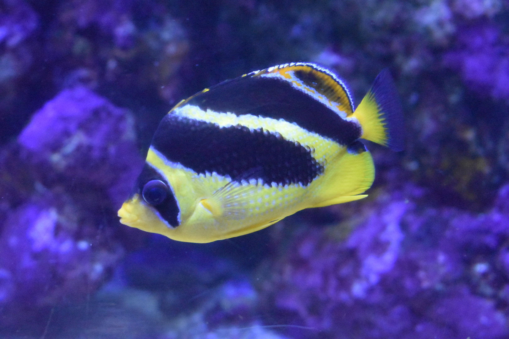 Butterflyfish ID?