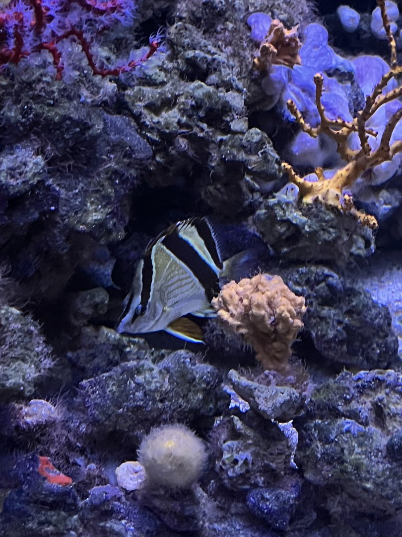 Butterflyfish ID