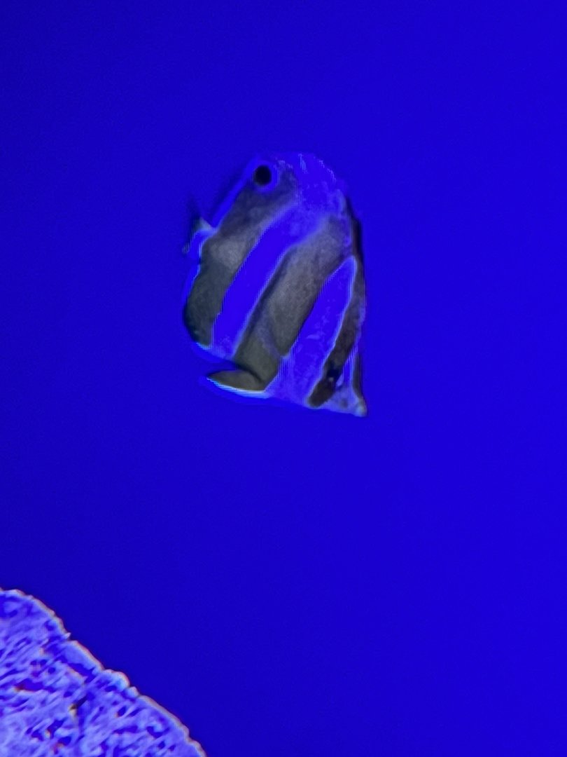Butterflyfish ID