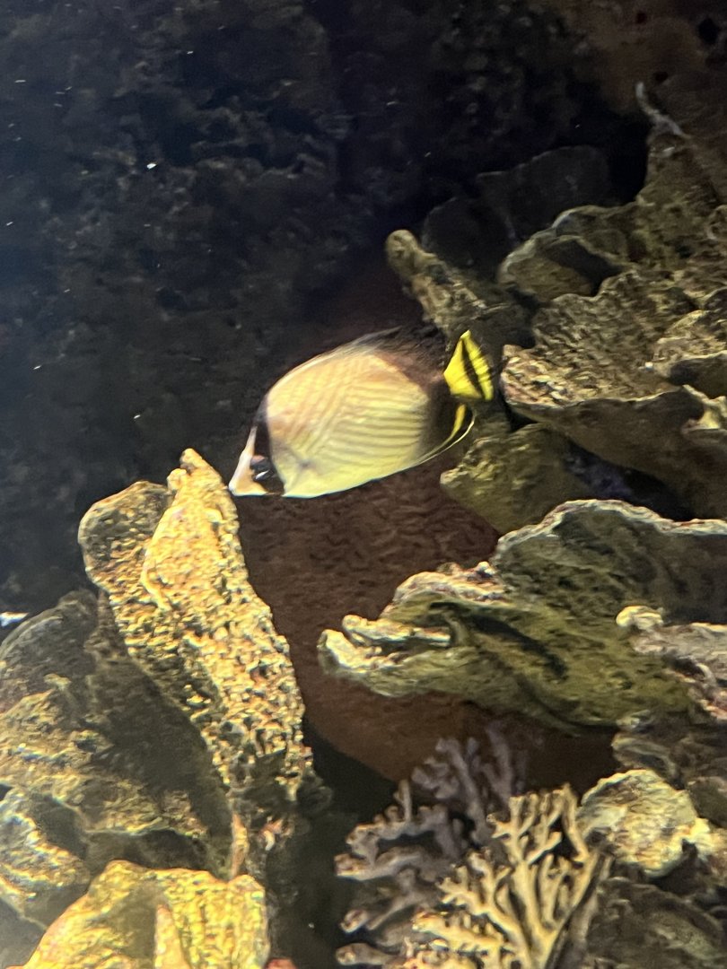 Butterflyfish ID