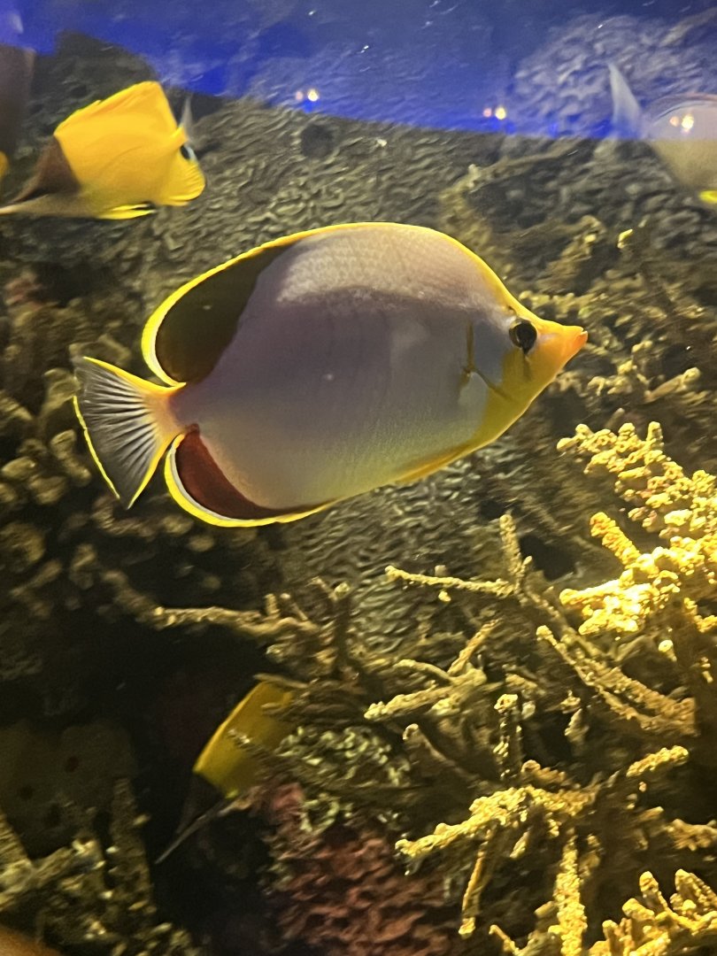Butterflyfish ID