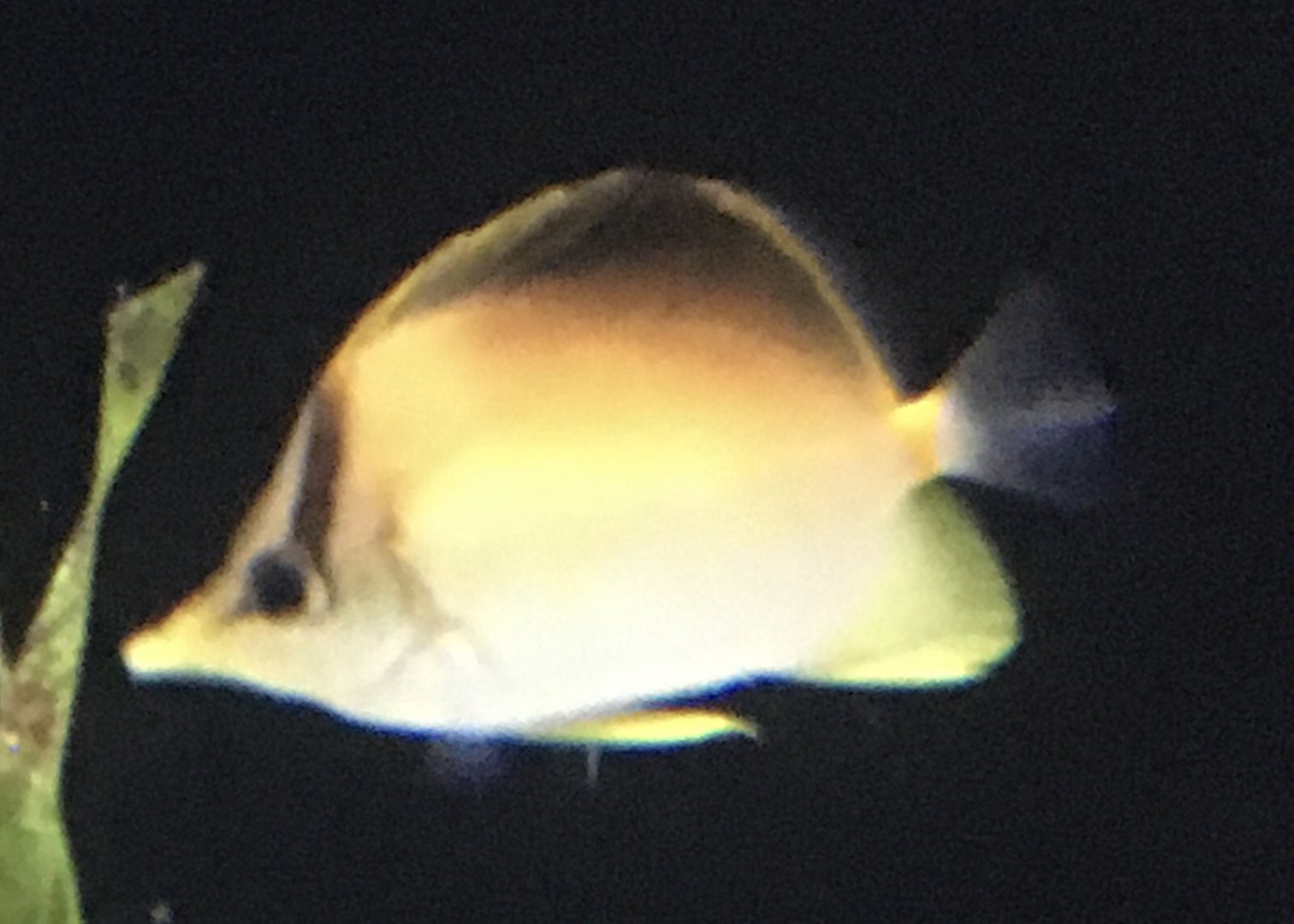 Butterflyfish ID?