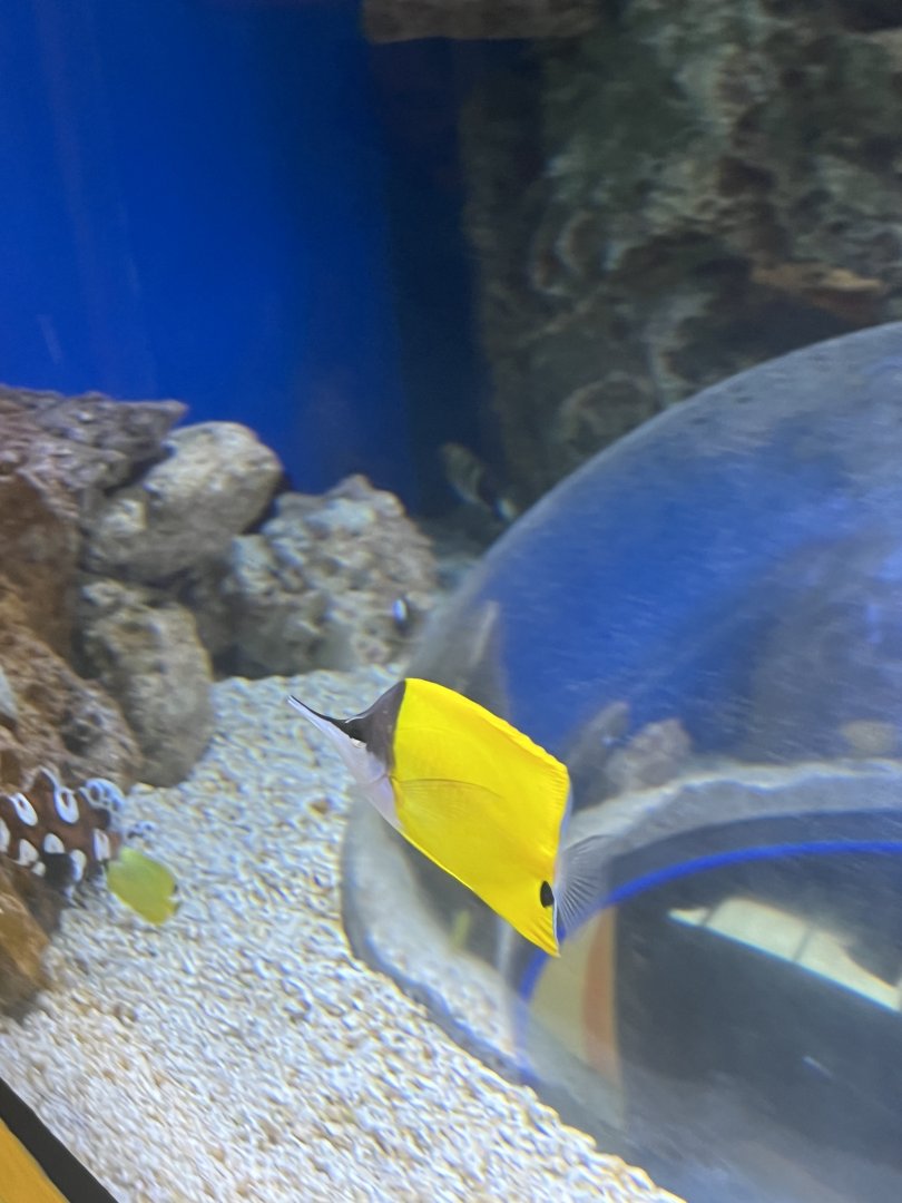 Butterflyfish ID