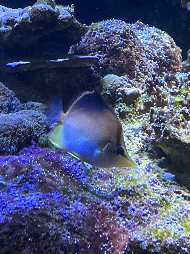 Butterflyfish ID