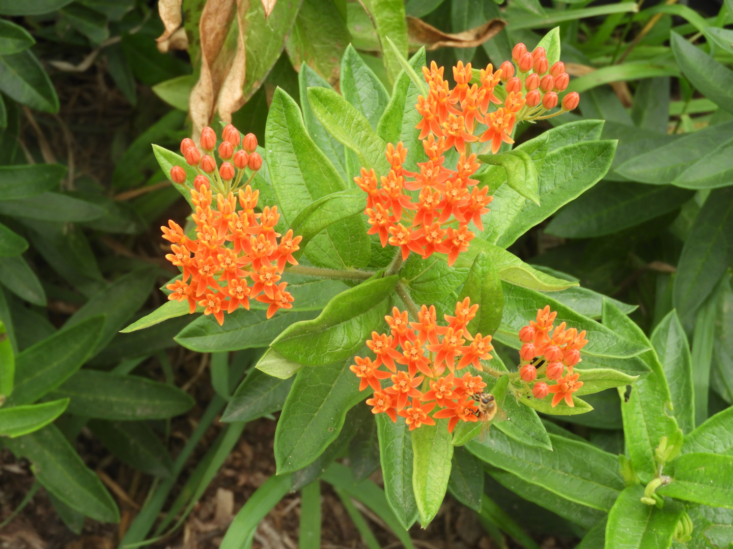 Butterflyweed (Asclepias tuberosa)