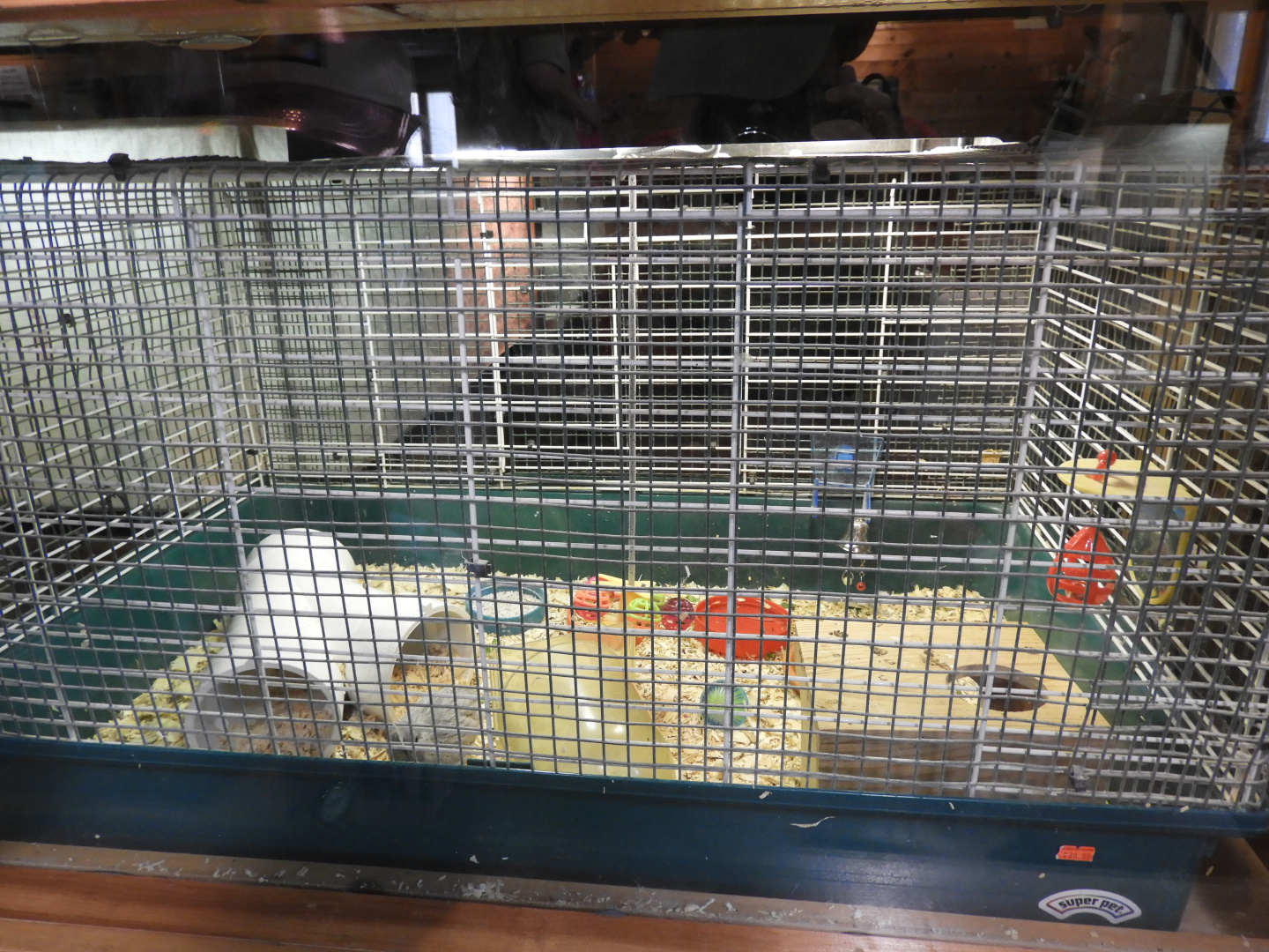 Button Quail exhibit (New in 2017) - Education & Animal Care Building - Manitowoc Lincoln Park Zoo