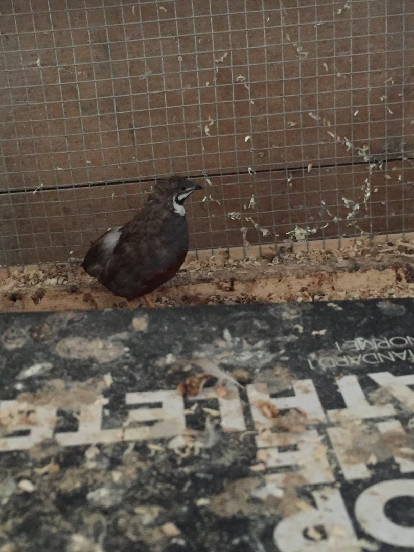 Button Quail