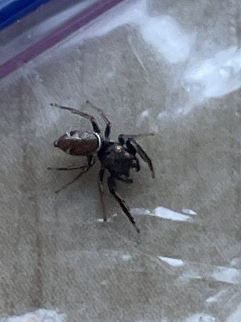 Buttonhook Leaf-beetle Jumping Spider