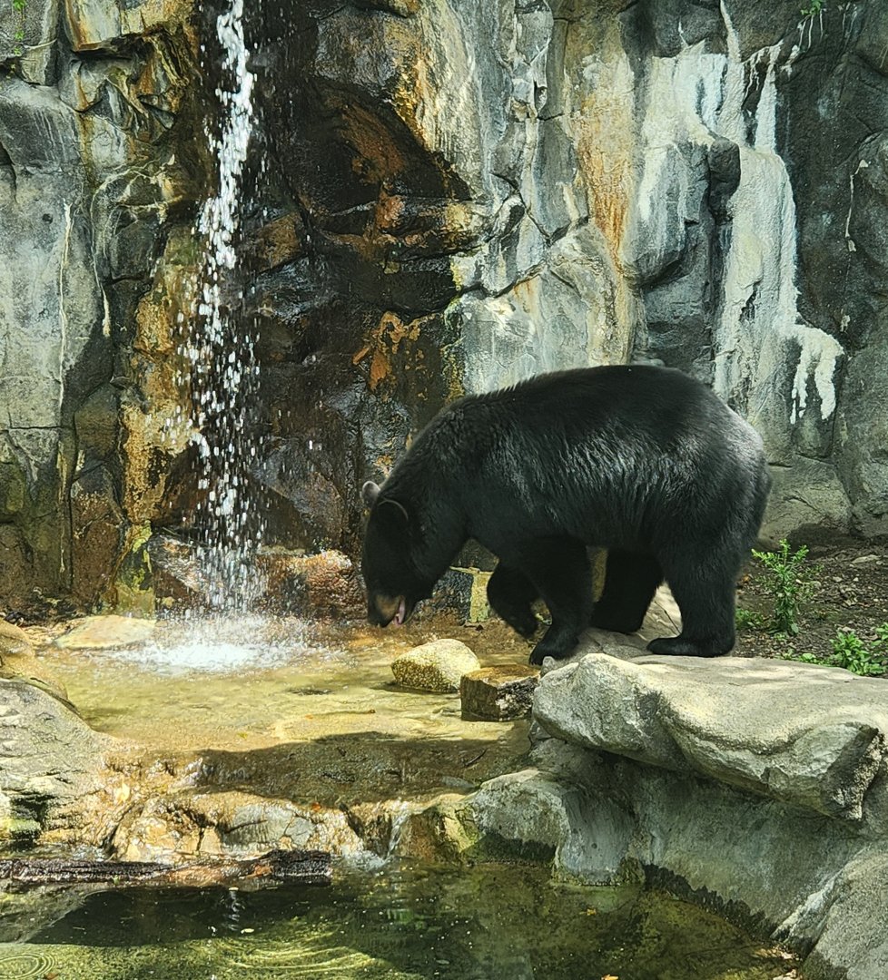 Buttonwood Park Zoo - American Black Bear