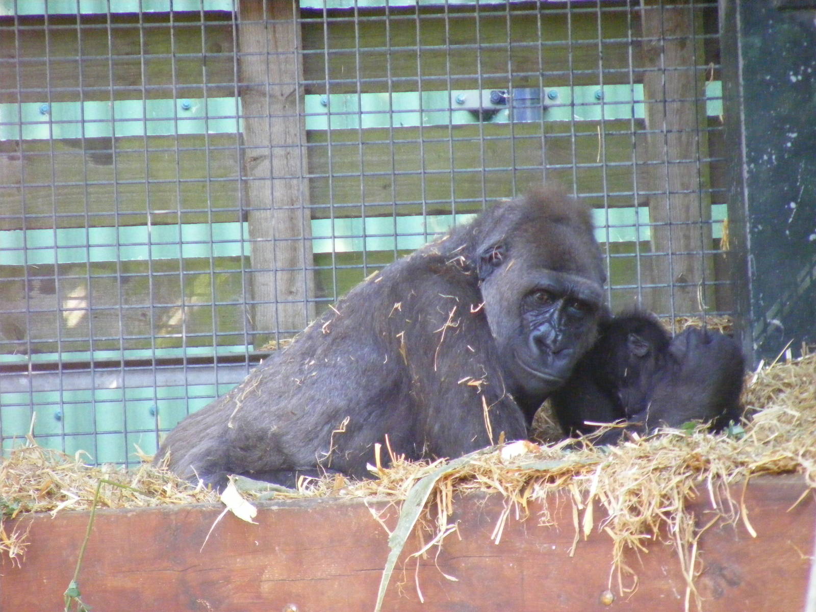 Buu and Mbula the gorillas at Chessington Zoo, 24 May 2009