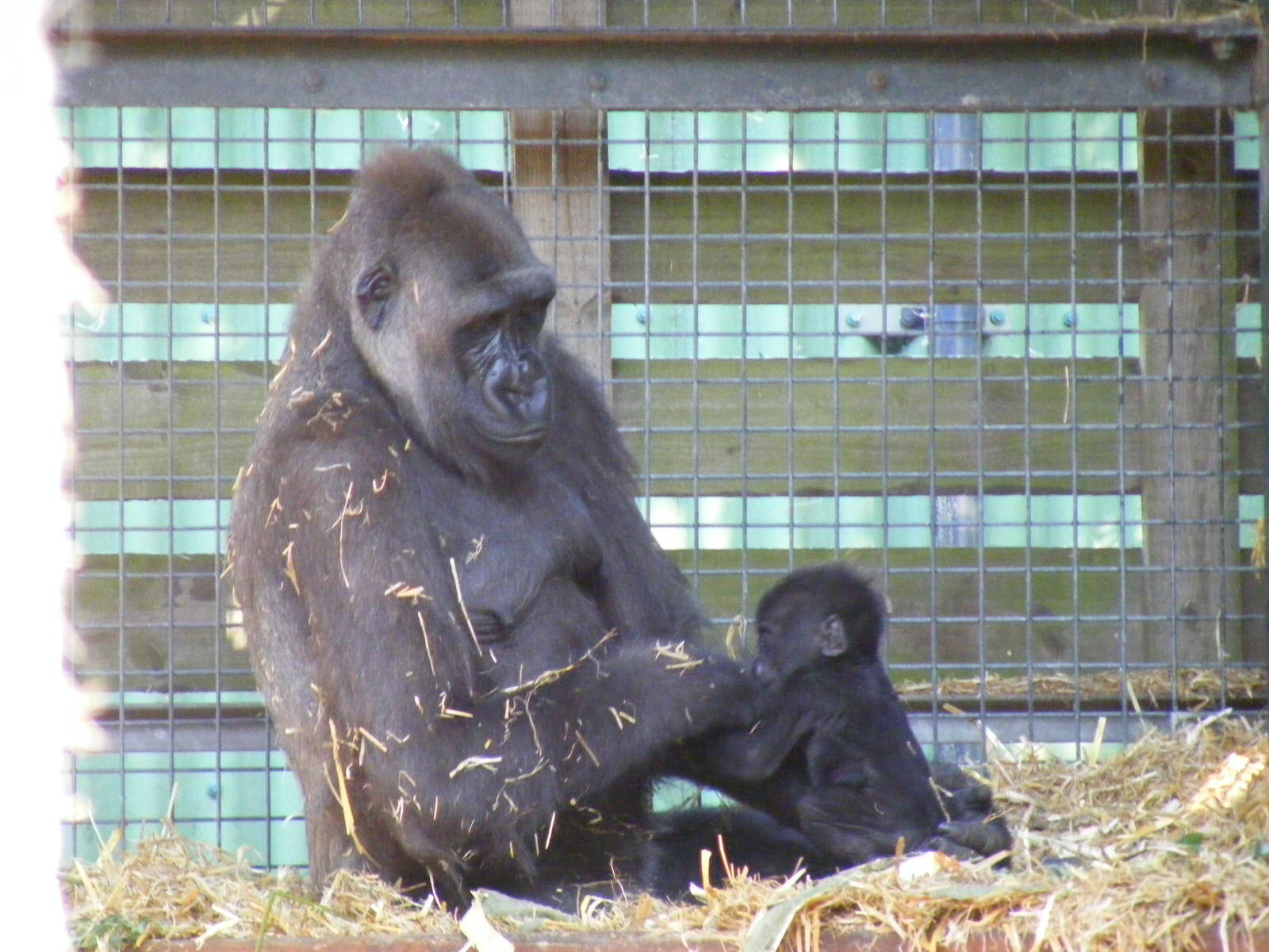 Buu and Mbula the gorillas at Chessington Zoo, 24 May 2009