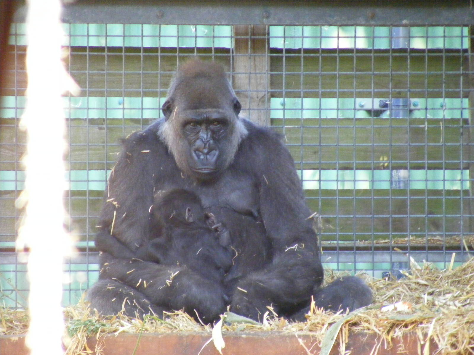 Buu and Mbula the gorillas at Chessington Zoo, 24 May 2009