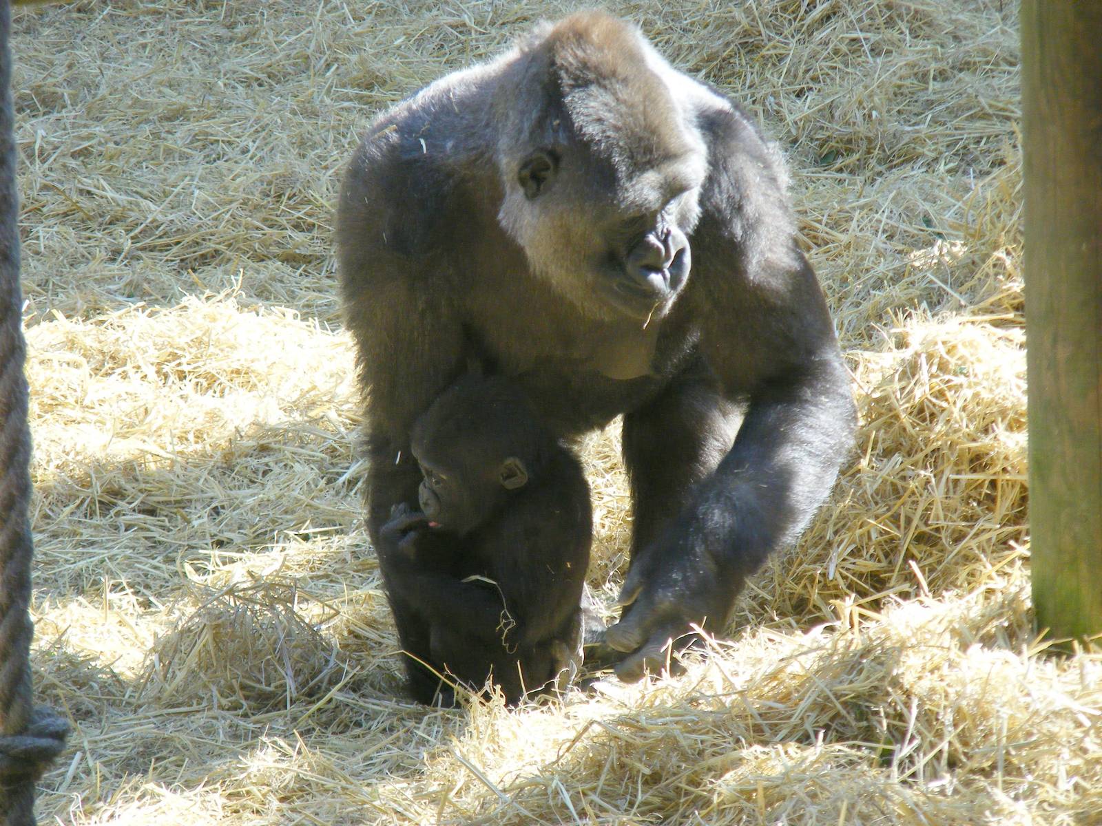Buu and Mbula the gorillas at Chessington Zoo, 7 March 2010