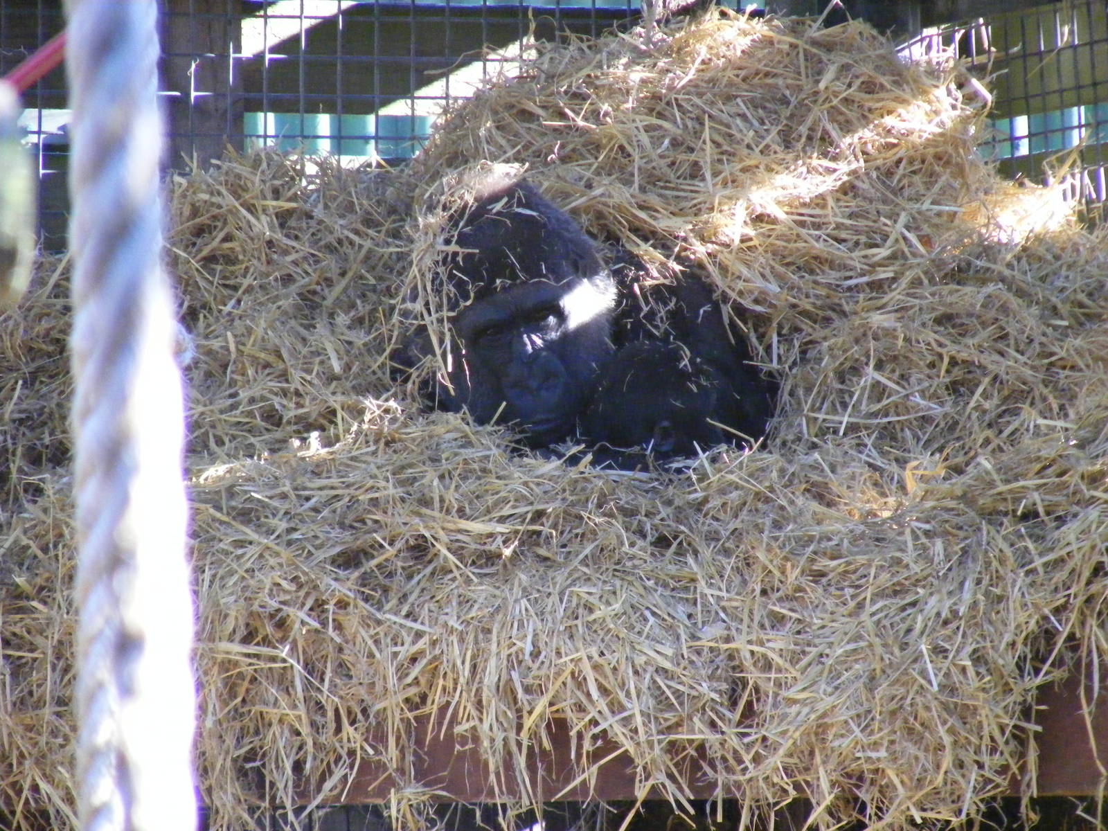 Buu and Mbula the gorillas at Chessington Zoo, 7 March 2010