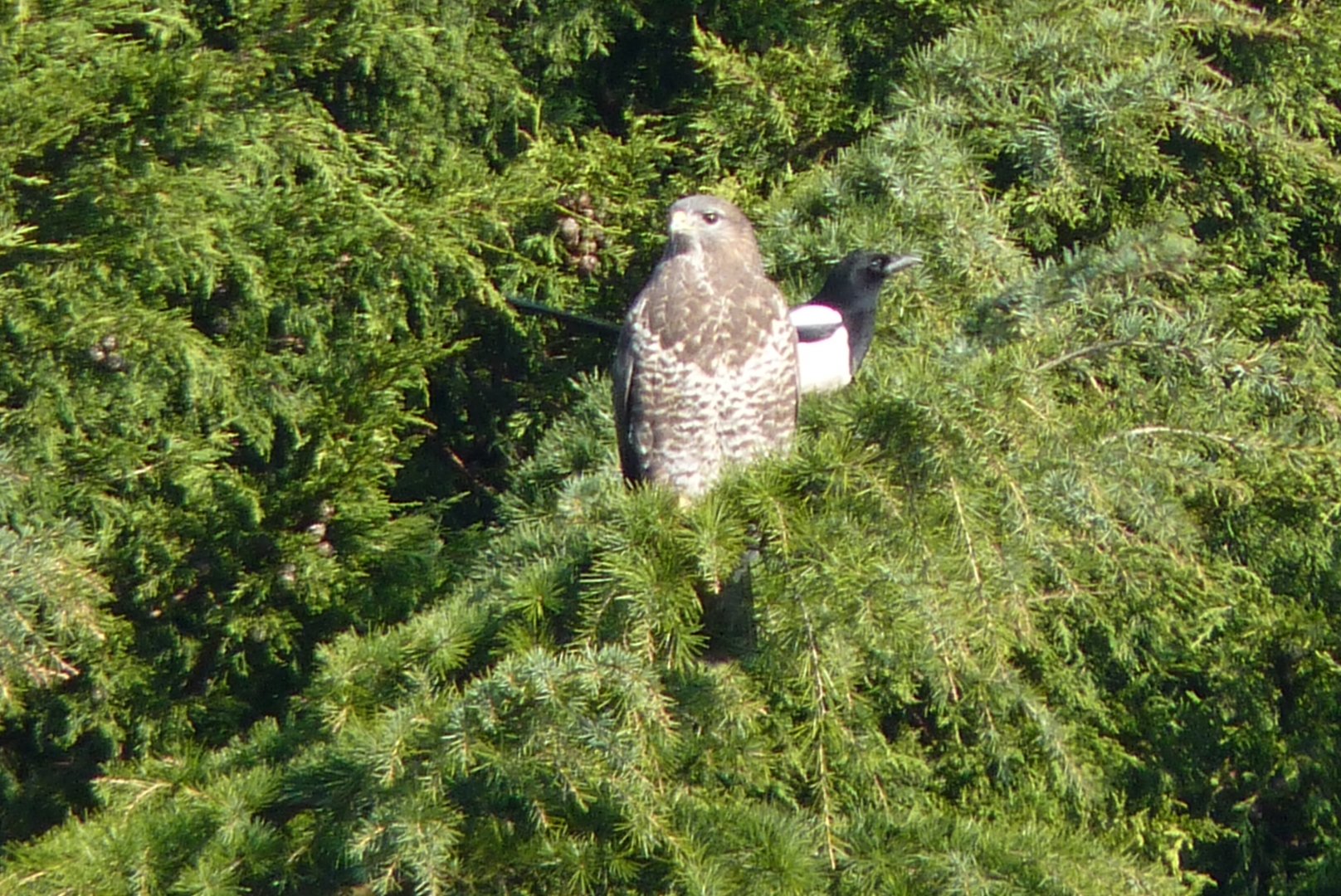 Buzzard and Magpie, January 2017