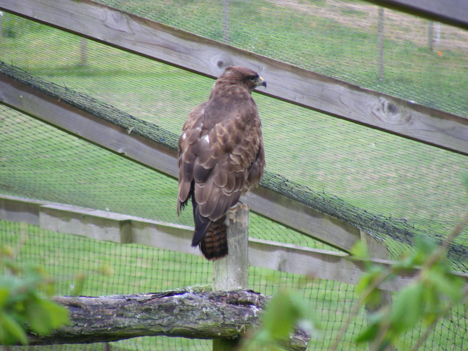 Buzzard at British Wildlife Centre, 29 May 2010