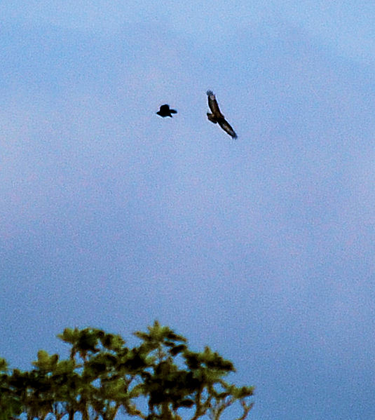 Buzzard & Crow