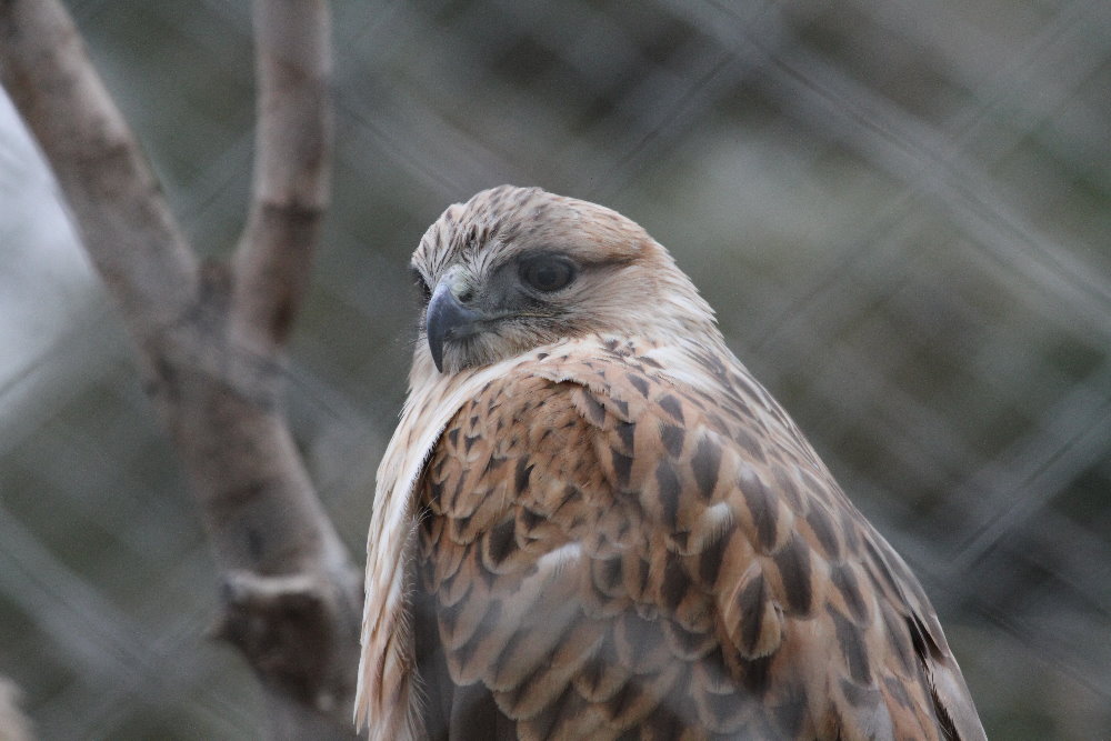 Buzzard( MashhadZoo)