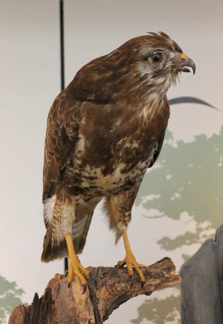 Buzzard-specimen