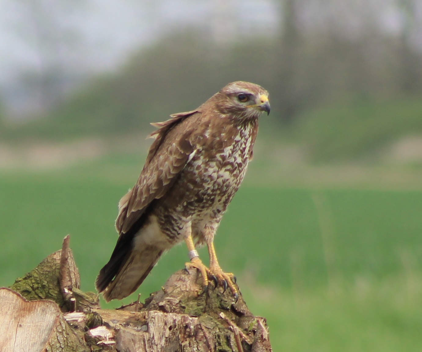 buzzard