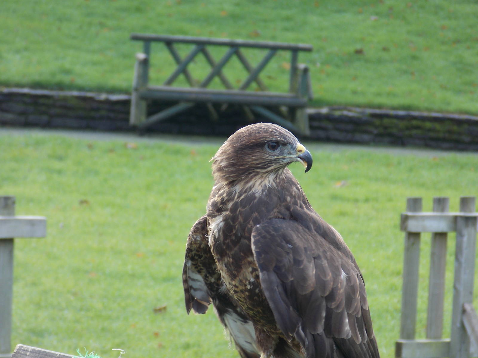 Buzzard