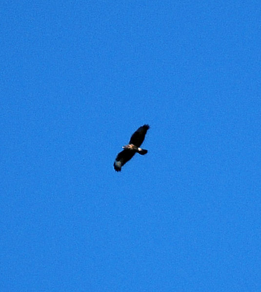 Buzzard