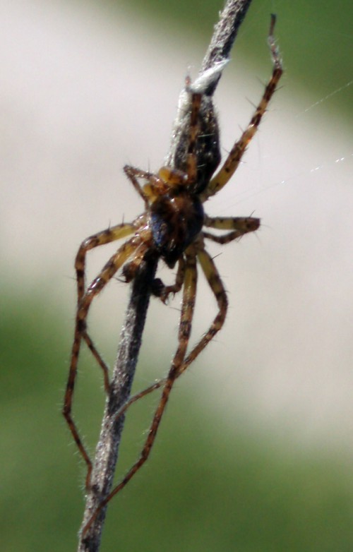 Buzzing Spider (Anyphaena accentuata)