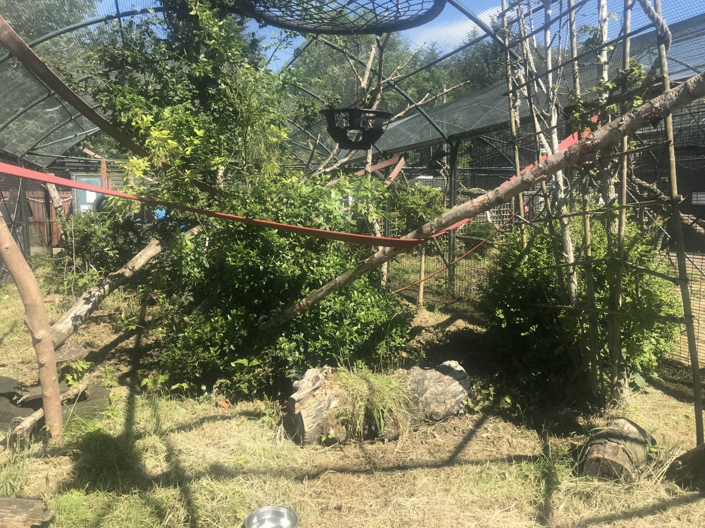 BW ruffed lemur enclosure