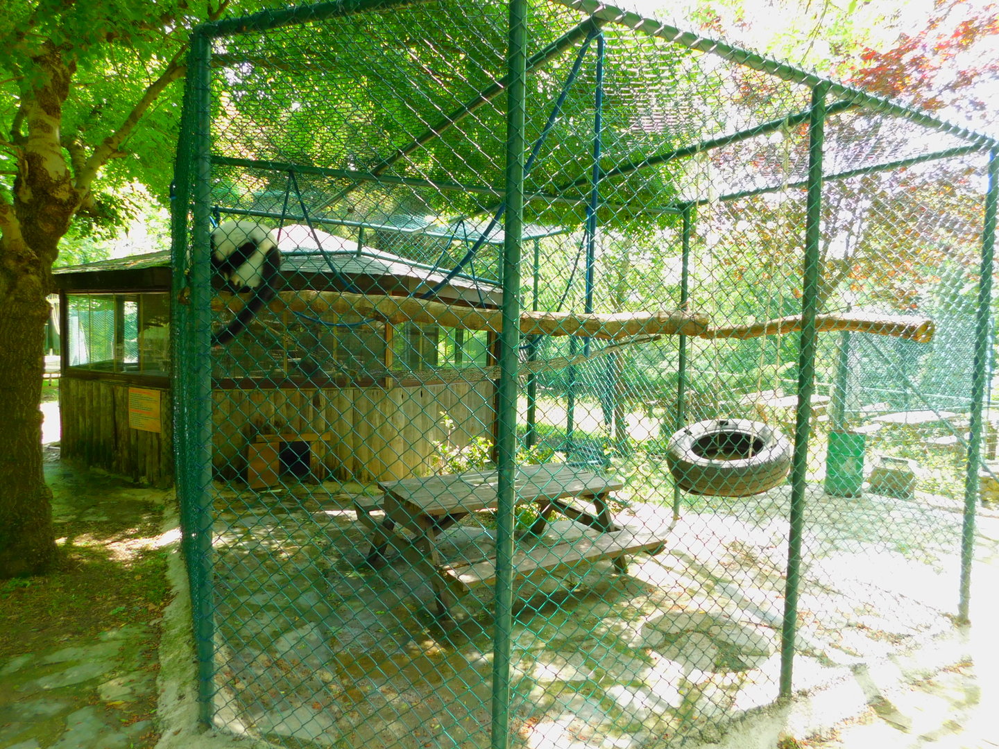 BW Ruffed Lemur Enclosure
