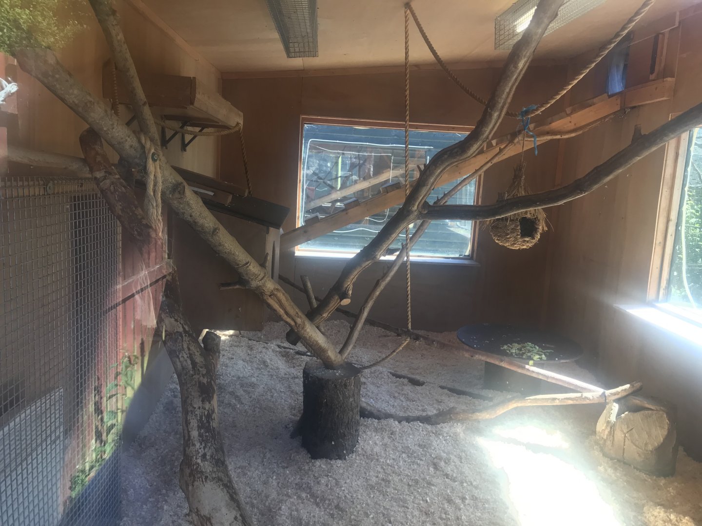 BW ruffed lemur indoors