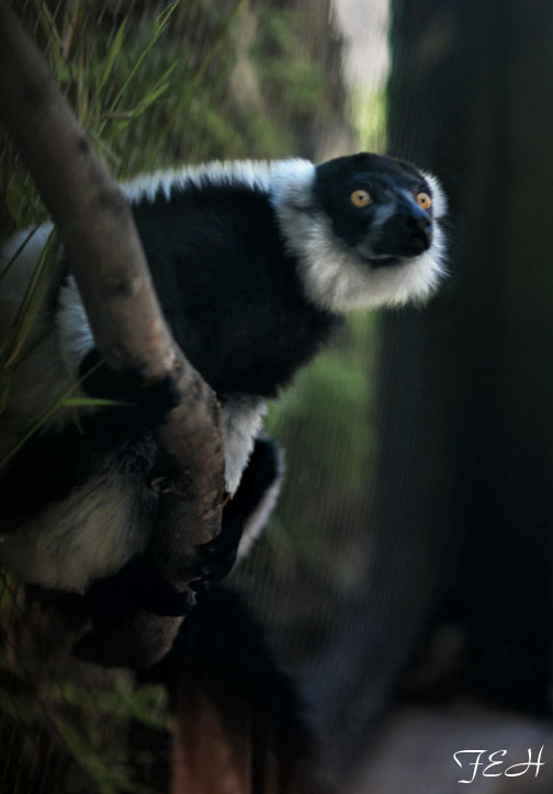 bw ruffed lemur