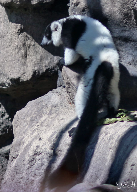 bw ruffed lemur