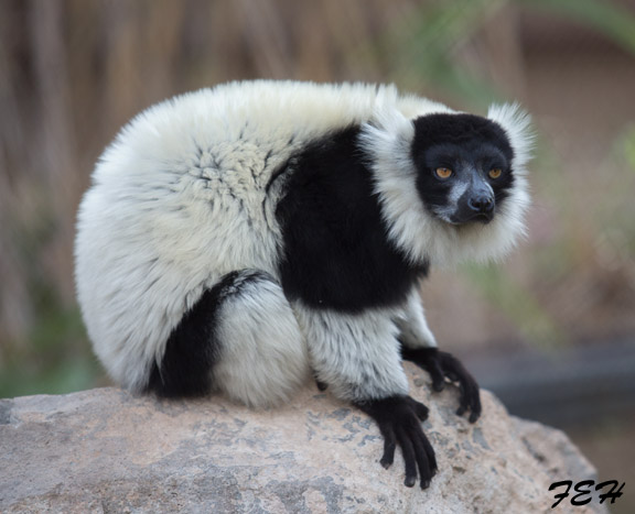 bw ruffed lemur