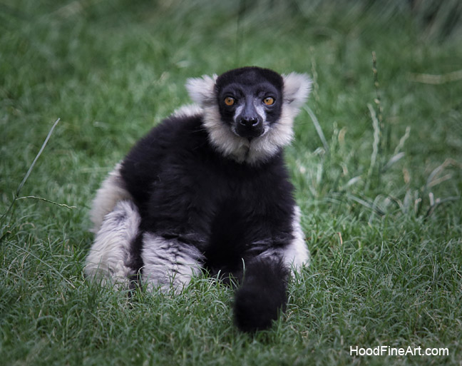 bw ruffed lemur