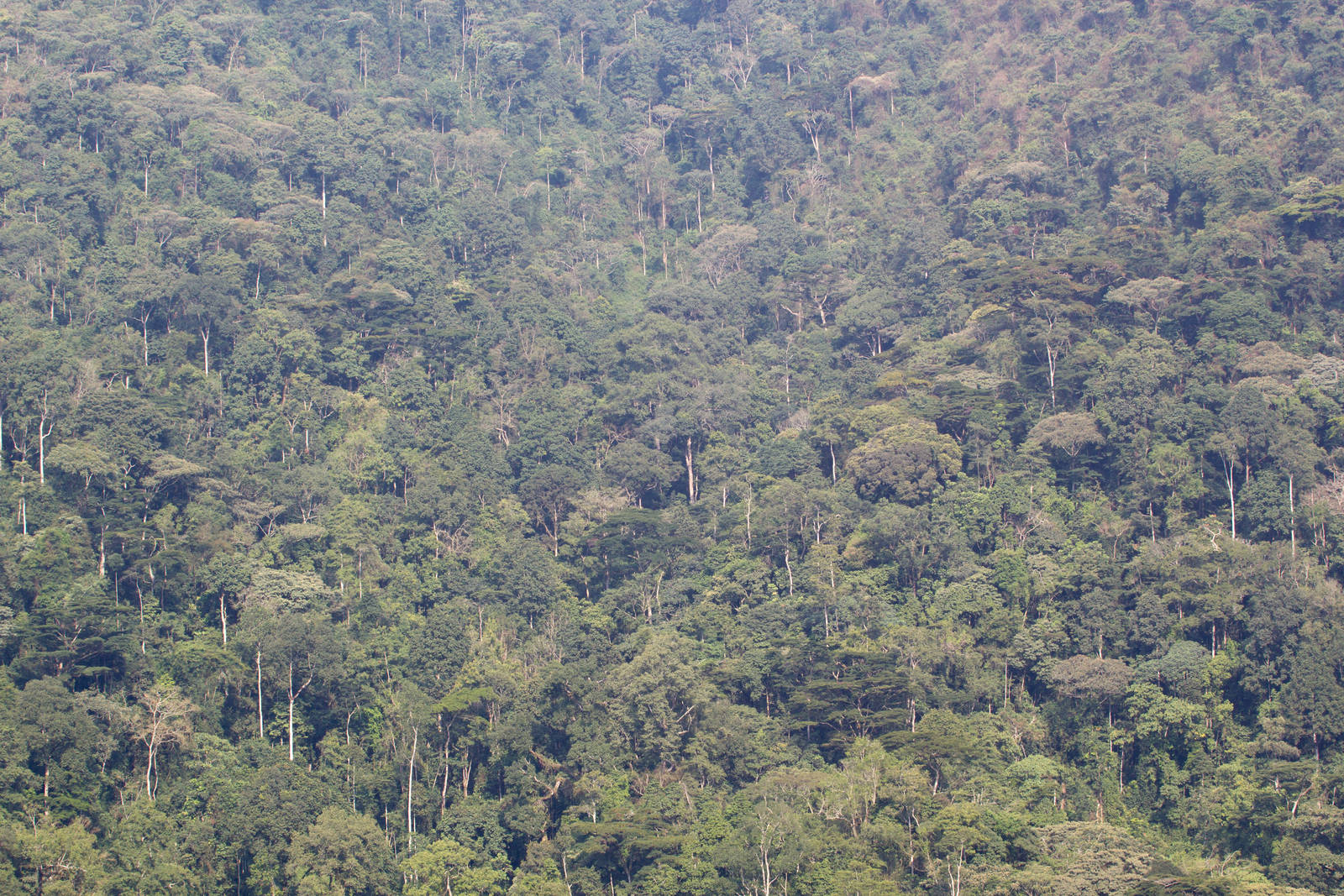 Bwindi Impenetrable Forest