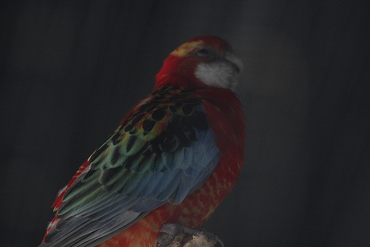 BXBird - Golden-mantled rosella (Platycercus eximius elecica)