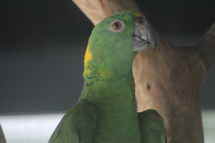 BXBird - Pacific yellow-naped amazon (Amazona auropalliata auropalliata)