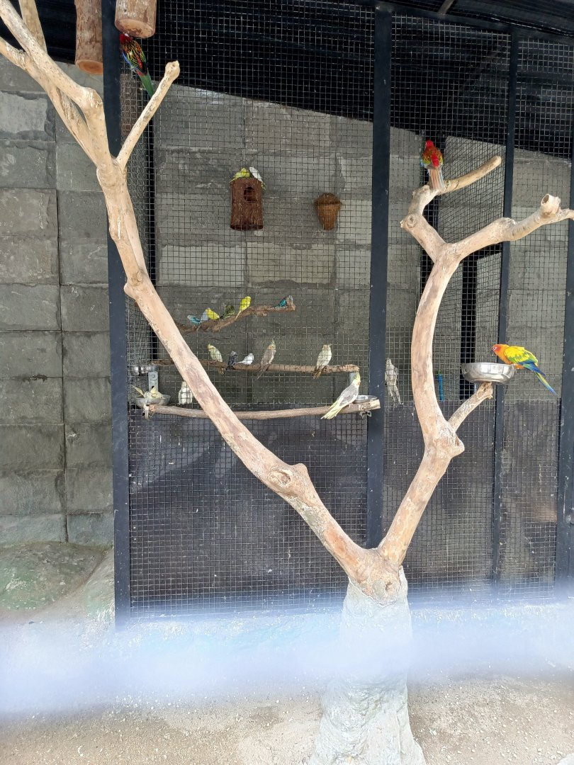 BXBirds - Assorted Budgerigars and Cockatiels