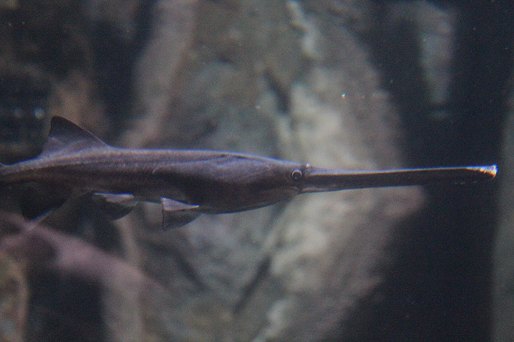BXSea - American paddlefish (Polyodon spathula)