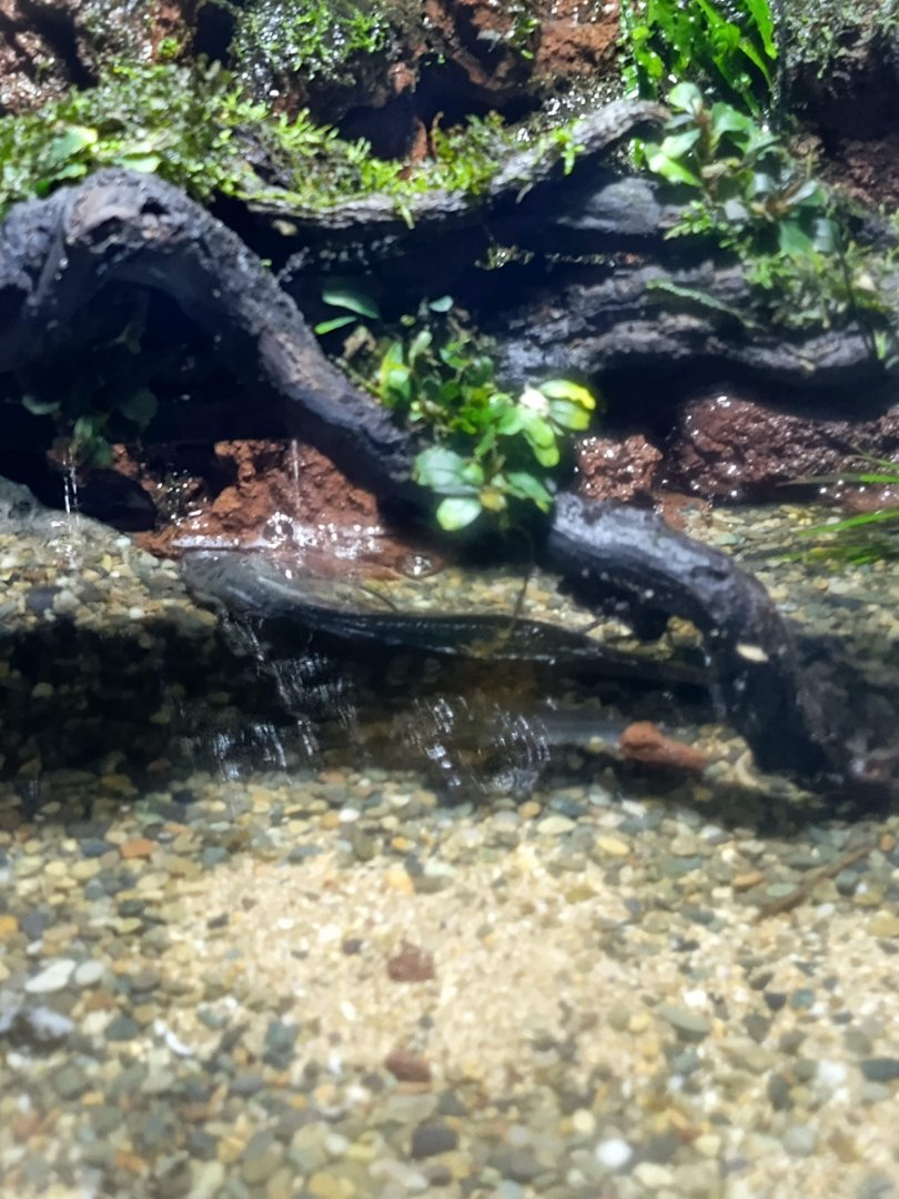 BXSea Aquarium - African Lungfish (Protopterus sp)