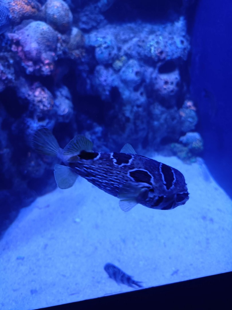 BXSea Aquarium - Black-blotched Porcupinefish (Diodon liturosus)
