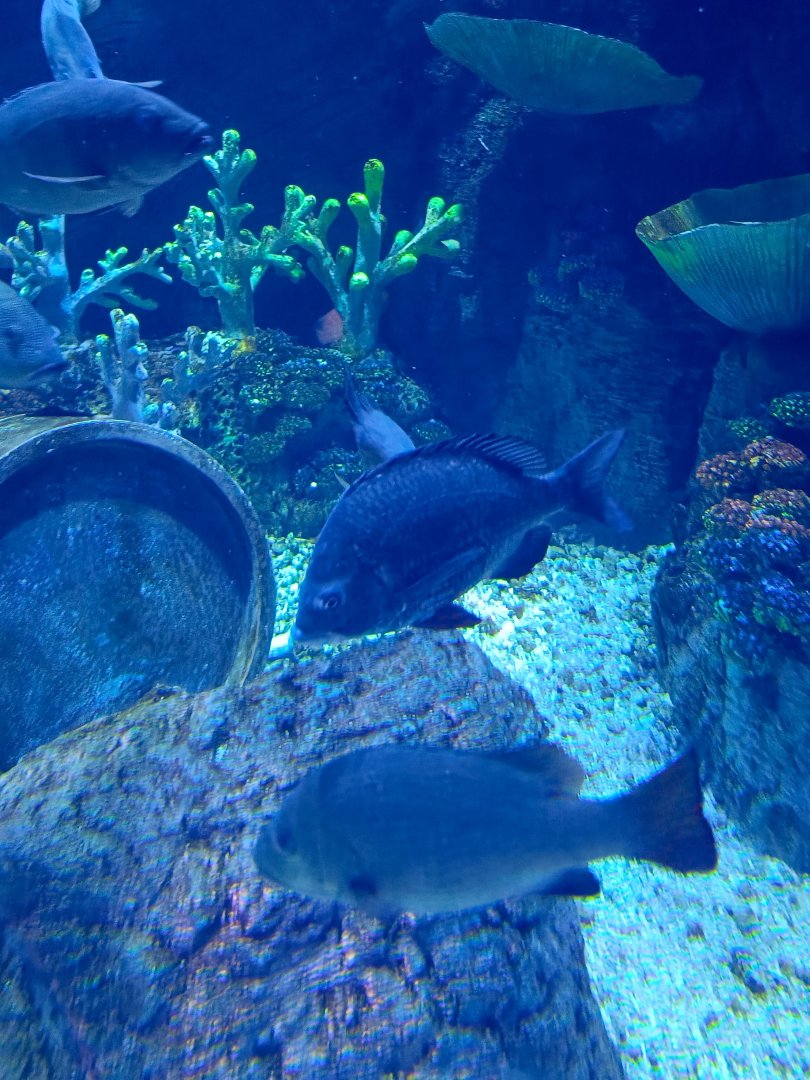 BXSea Aquarium - Black Seabream (Acanthopagrus berda)