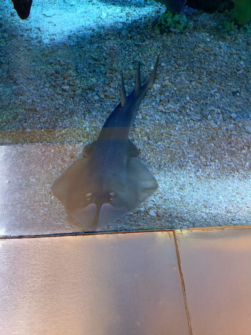 BXSea Aquarium - Clubnose Guitarfish (Glaucostegus thouin)