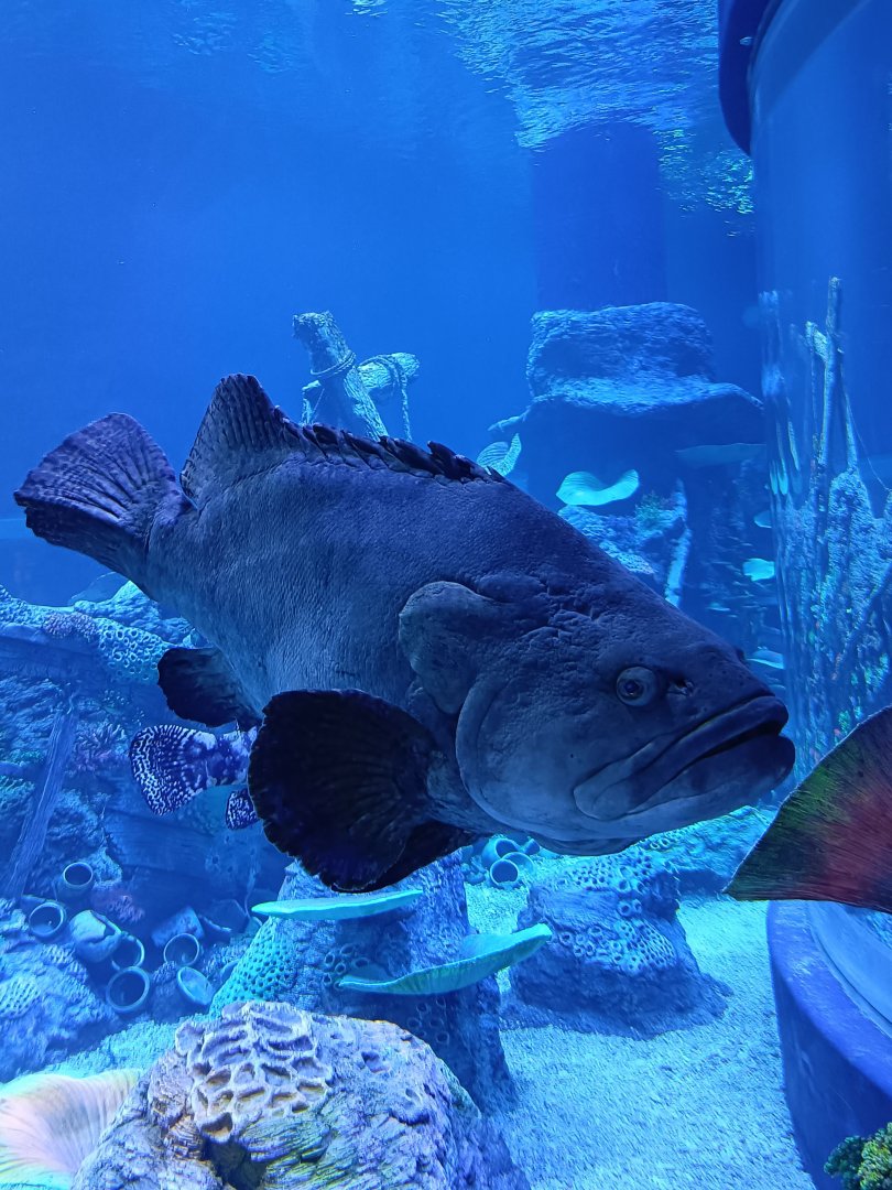 BXSea Aquarium - Giant Grouper (Epinephelus lanceolatus)
