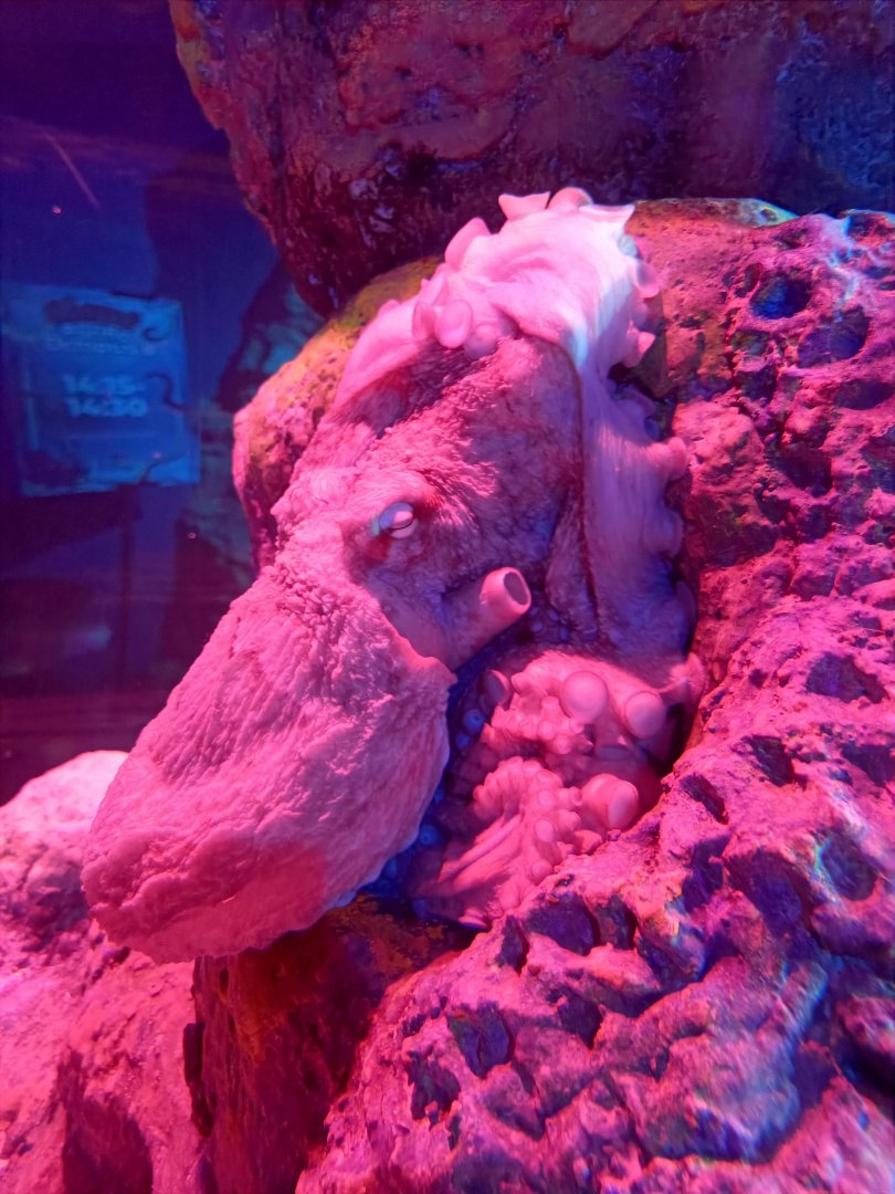 BXSea Aquarium - Giant Pacific Octopus (Enteroctopus dofleini)