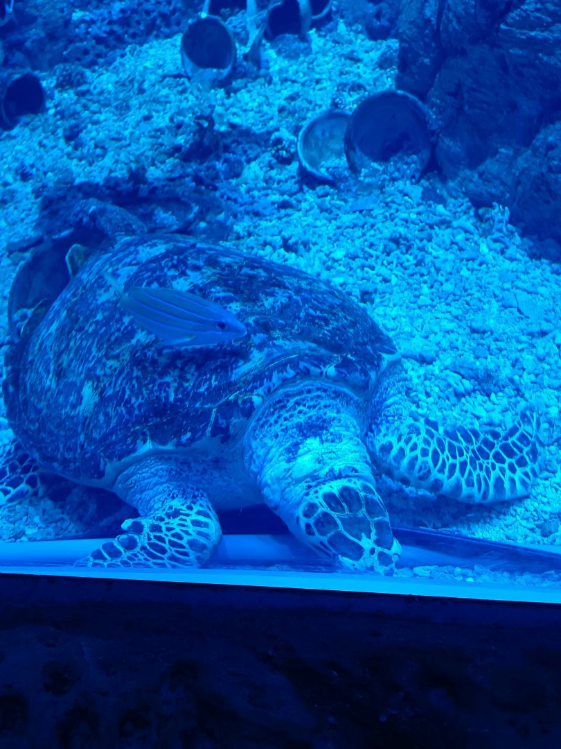 BXSea Aquarium - Hawksbill Turtle (Eretmochelys imbricata)