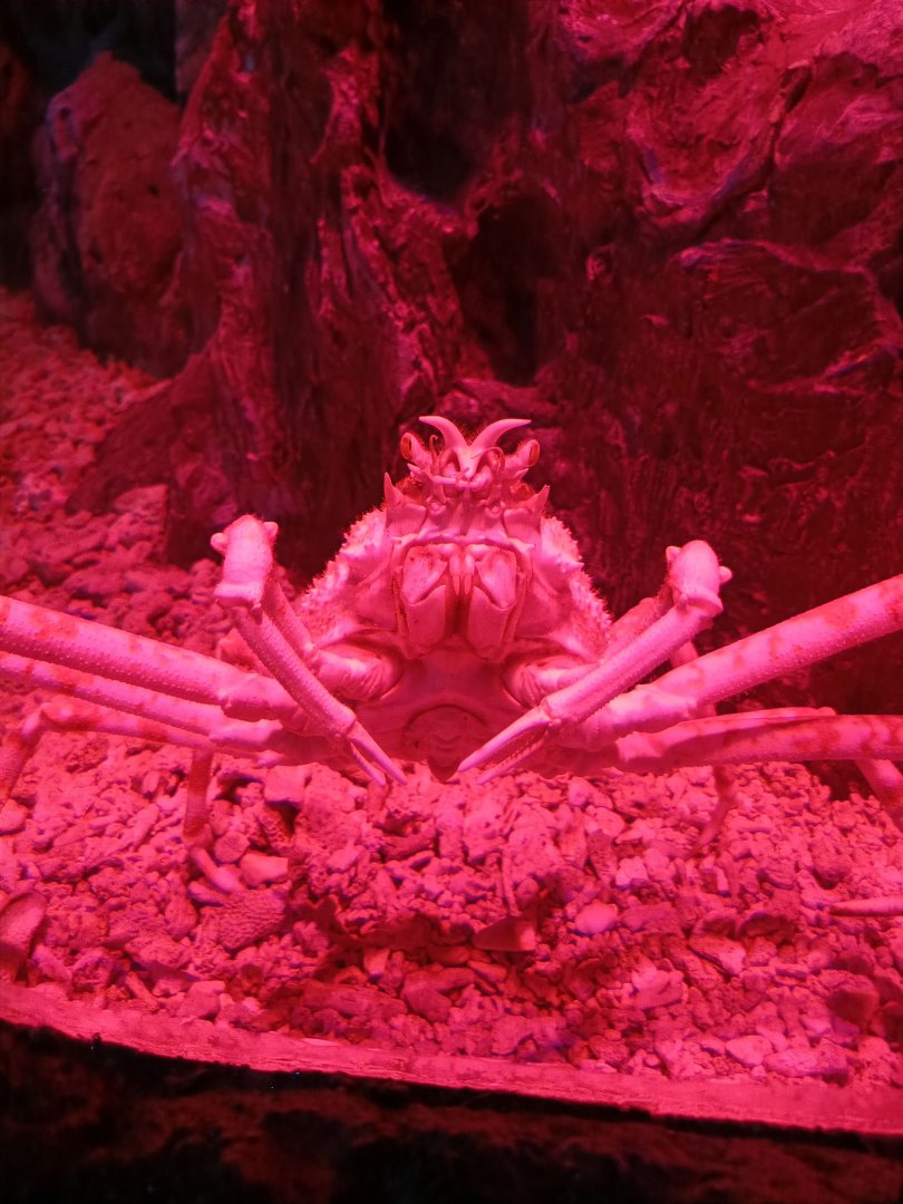 BXSea Aquarium - Japanese Spider Crab (Macrocheira kaempferi)